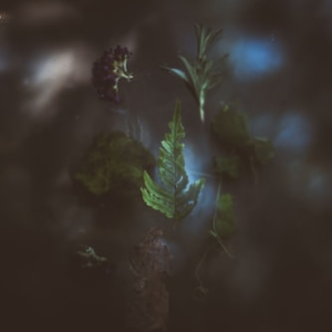 Anxiety Relief Herbal Tea